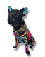 Richie Frenchie